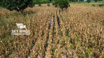 Kasai Central : les productions agricoles de Biduaya Muamba qui pourraient contribuer a la stabilite du prix de mais