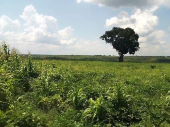 Kasai Central : A Katende, les legumineuses s‘imposent comme une reponse aux defis agricoles et economiques