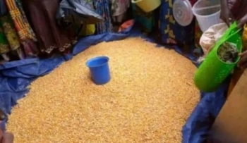 Des maïs au marché Ofida/Kananga 